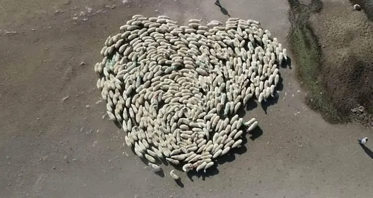 Tüm ilçe bu olayı konuşuyor! Sürünün içinden 'ihanet' çıktı
