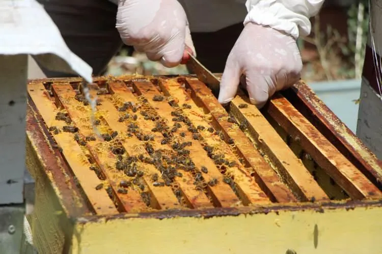 Bu seçimi arılar belirledi! 4 partinin kıyasıya yarışı sonuç verdi