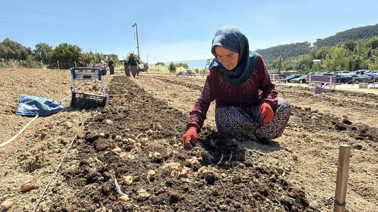 Karabük'te ekimi başladı! Kilogramı 650 bin TL... 3 ayda hasat edilecek