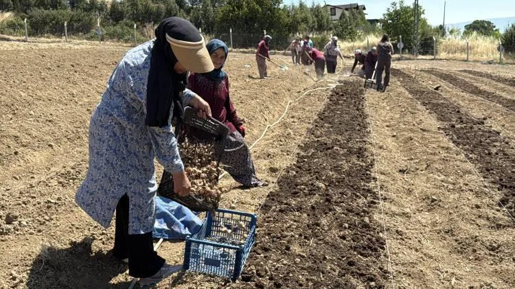 Karabük'te ekimi başladı! Kilogramı 650 bin TL... 3 ayda hasat edilecek