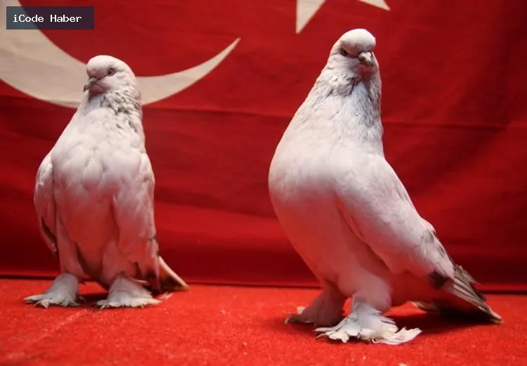 YAKLAŞIK 30 GÜVERCİNE SAHİP