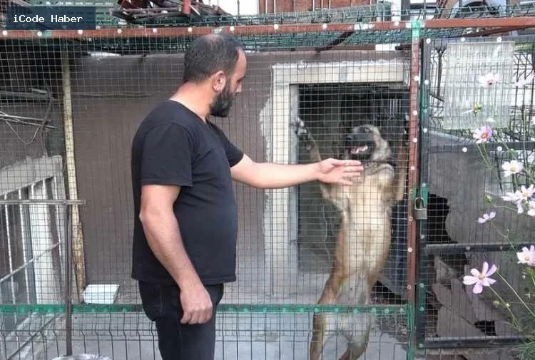 Nereye giderse gitsin o kuşun bizim olduğunu kanıtlayan çelik bilezikler, kesilemiyor. Kesilirse hayvanın ayağı kırılıyor. Bu tür, bu şekilde işte hayvanlarımızı yetiştirmeye çalışıyoruz."